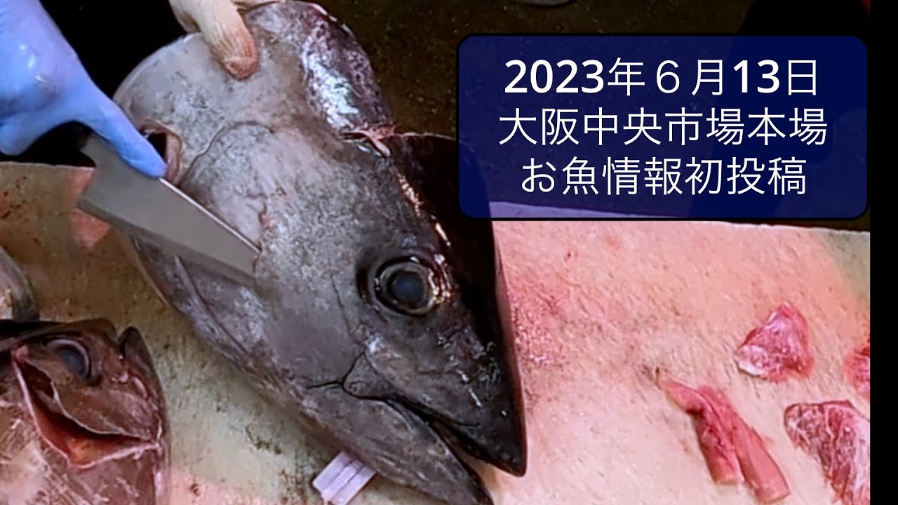 【中央市場】本日スタート　大阪のお魚情報を発信！